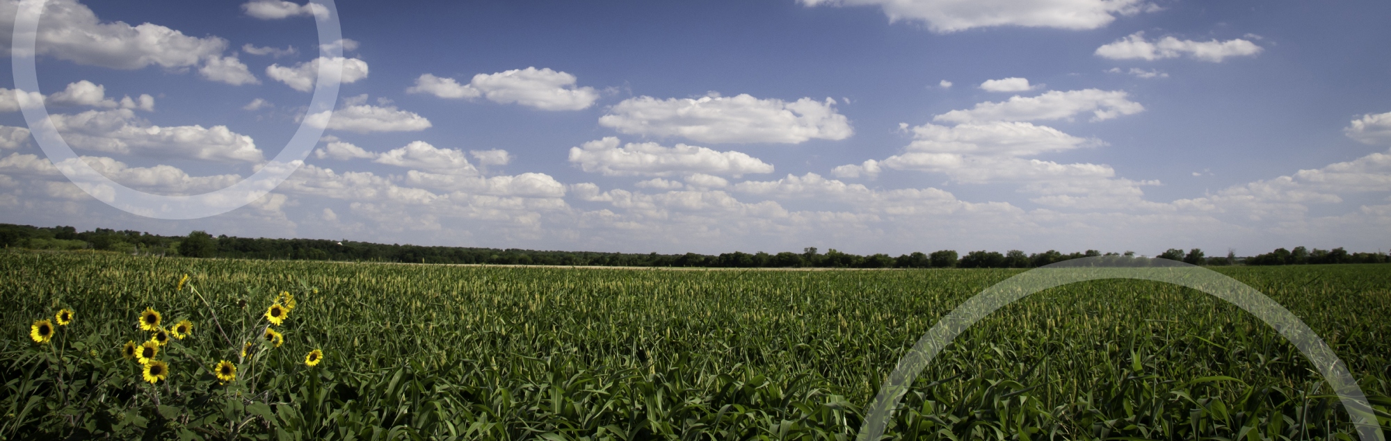 Sorgum Field in Texas